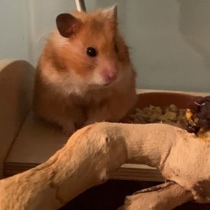 Meet your Posher, Olivia